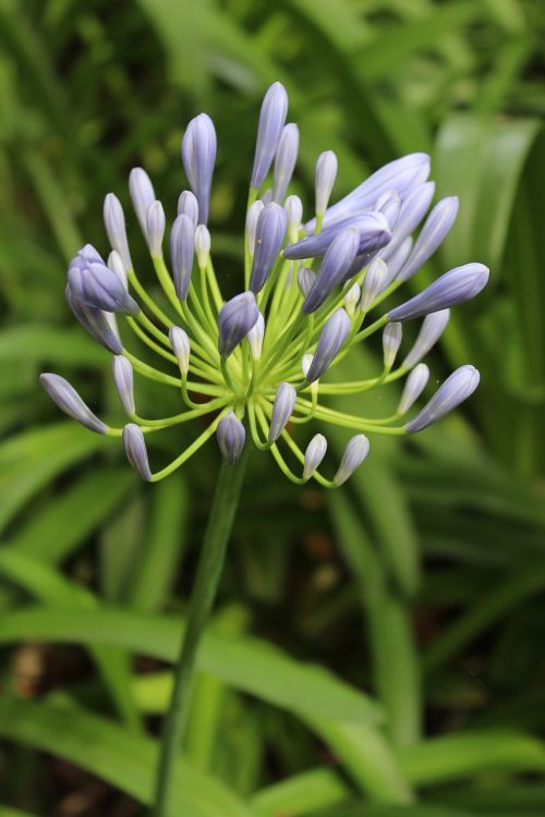 agapanthus flower plant