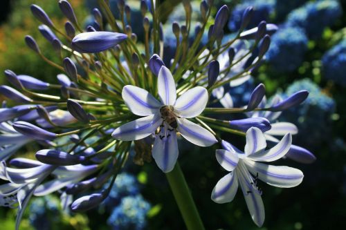 agapanthus flower florets