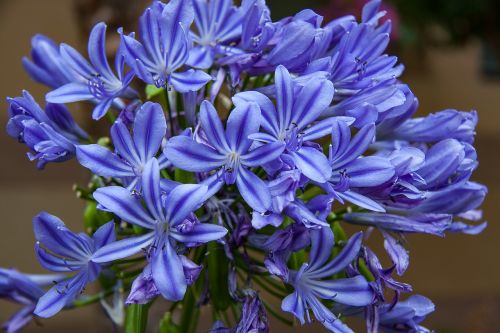 agapanthus plant blossom