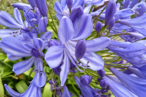 agapanthus brittany nature