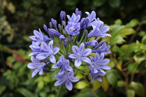 agapanthus  african lily blue  flowering