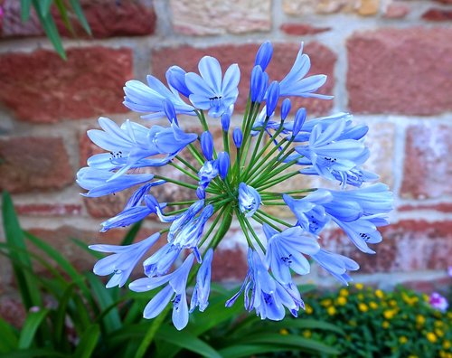 agapanthus  blue  blossom