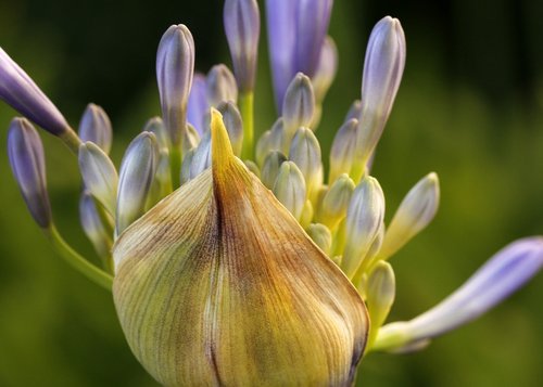 agapanthus  lily of the nile  nature