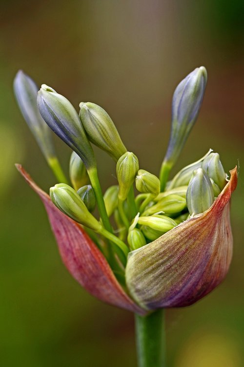 agapanthus  lily of the nile  flower