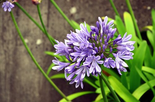 agapanthus  lily  flower