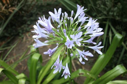 agapanthus flower flora