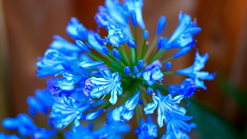 agapanthus  blue  blossom