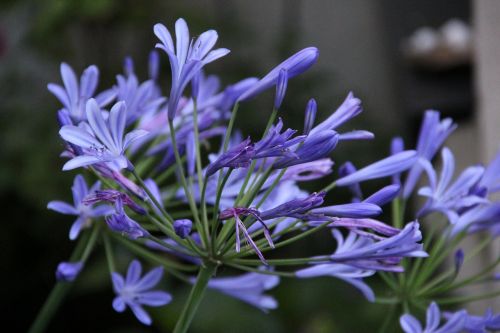 agapanthus lily blue lily