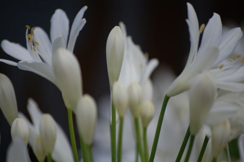 agapanthus flower white
