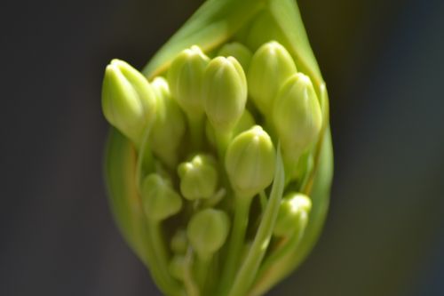 agapanthus flower bud