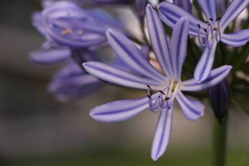 agapanthus flowers spring