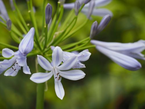 agapanthus flowers summer flowers