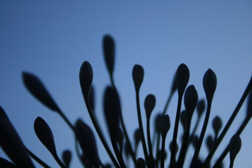 Agapanthus Buds Against Sky