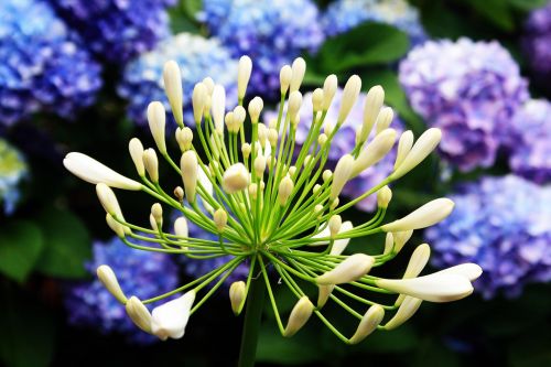 Agapanthus Buds In White