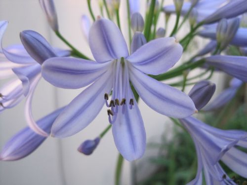 agapanthus flower blue-purple delicate color