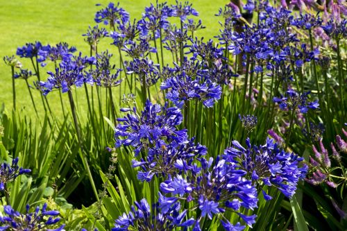 agapanthus flowers deep blue rhs hyde hall garden