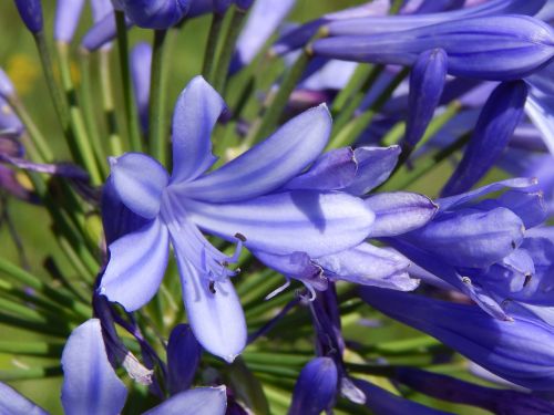 agapanto blue flower garden