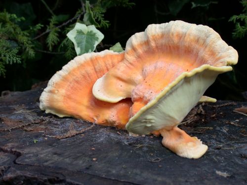 agaric autumn mushroom