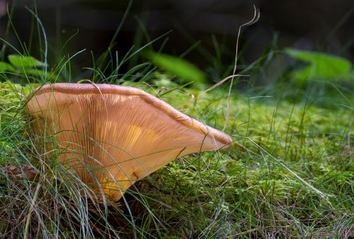 agaric mushroom forest mushroom