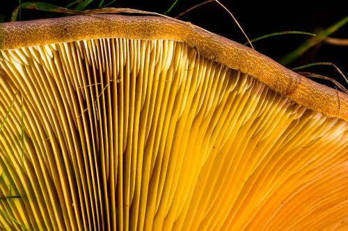 agaric lamellar milchling