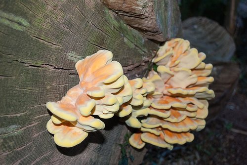 agaric  fungi  tree trunk