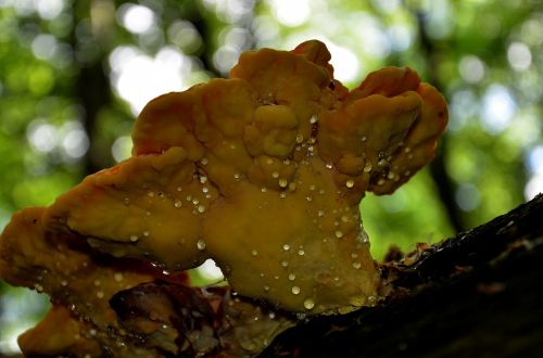 agaric spring mushroom