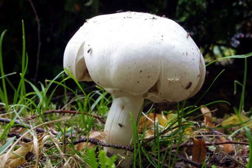 agaricus mushroom mushrooms