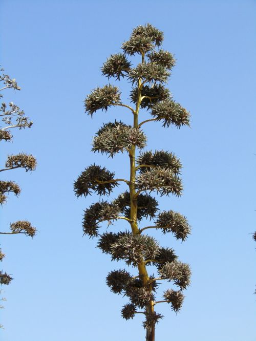 agave flora three