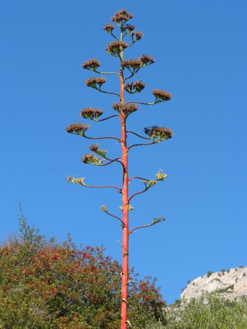 agave flowering priorat