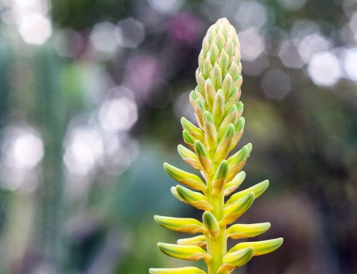 agave flower plant