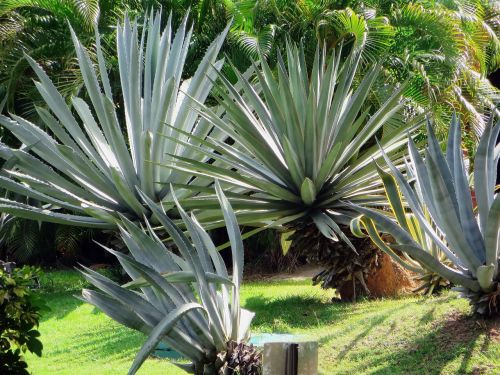 agave plant exotic