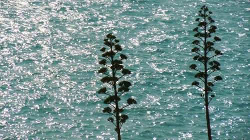 agave ocean sea