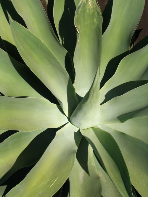 agave plant green