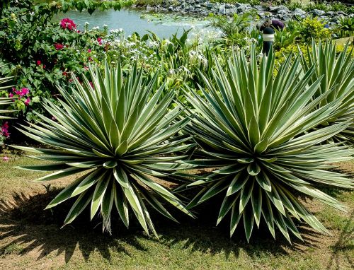 agave plant pond