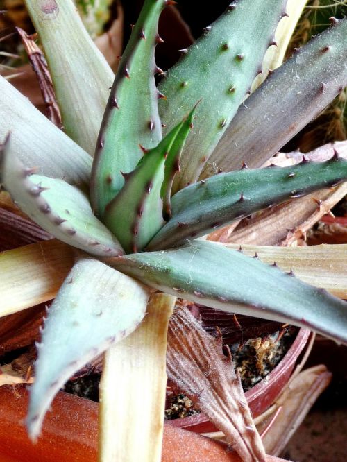 agave nature plant