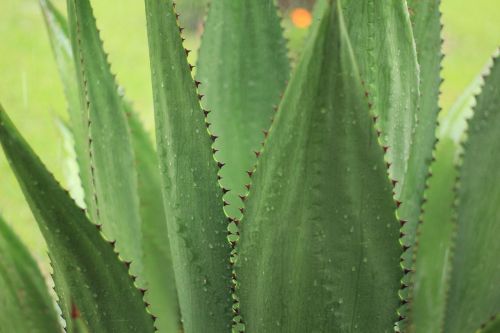 agave outdoor nature