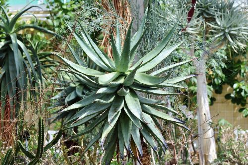 agave cactus succulent