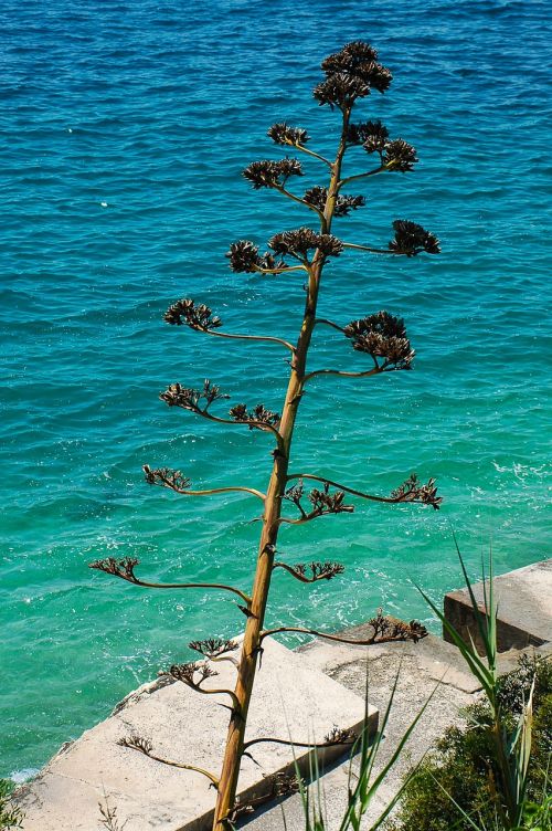 agave plant inflorescence