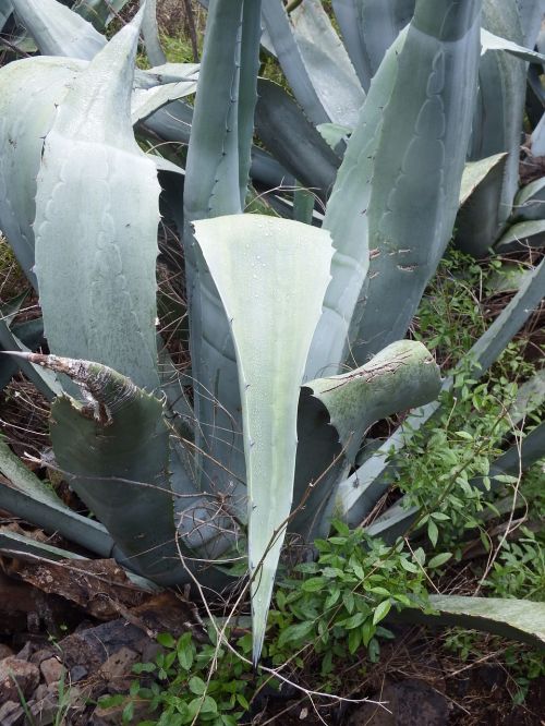 agave cactus succulent