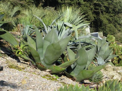 agave plant cactus