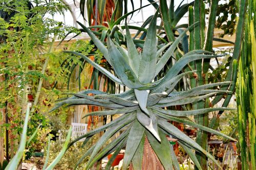 agave cactus prickly
