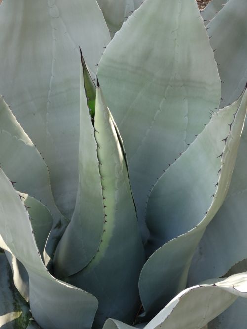 agave succulent plant