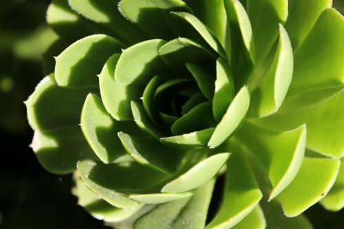 agave green wild