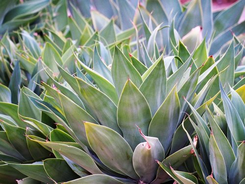 agave  plant  green