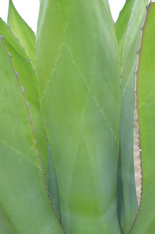 agave  green  plant