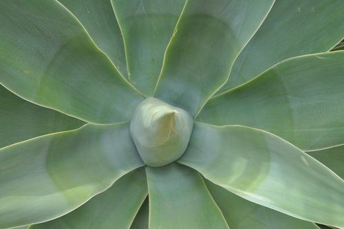 agave  plant  green