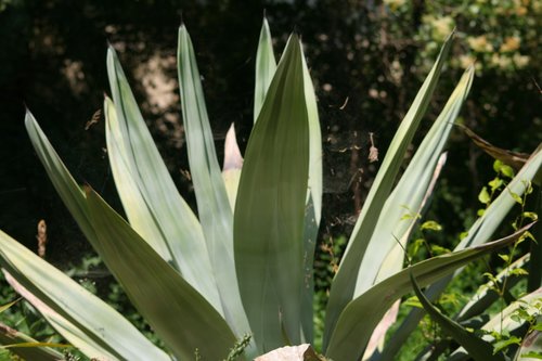 agave  plants  tropic