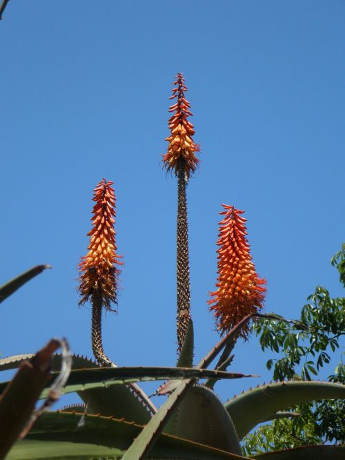 agave inflorescence candles