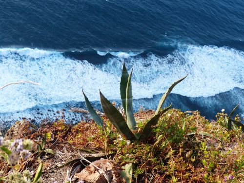 agave cliff sea