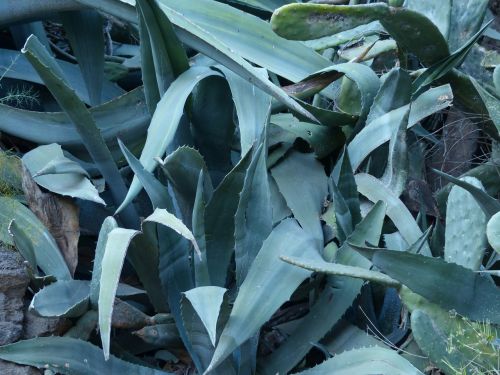 agave leaves spiny